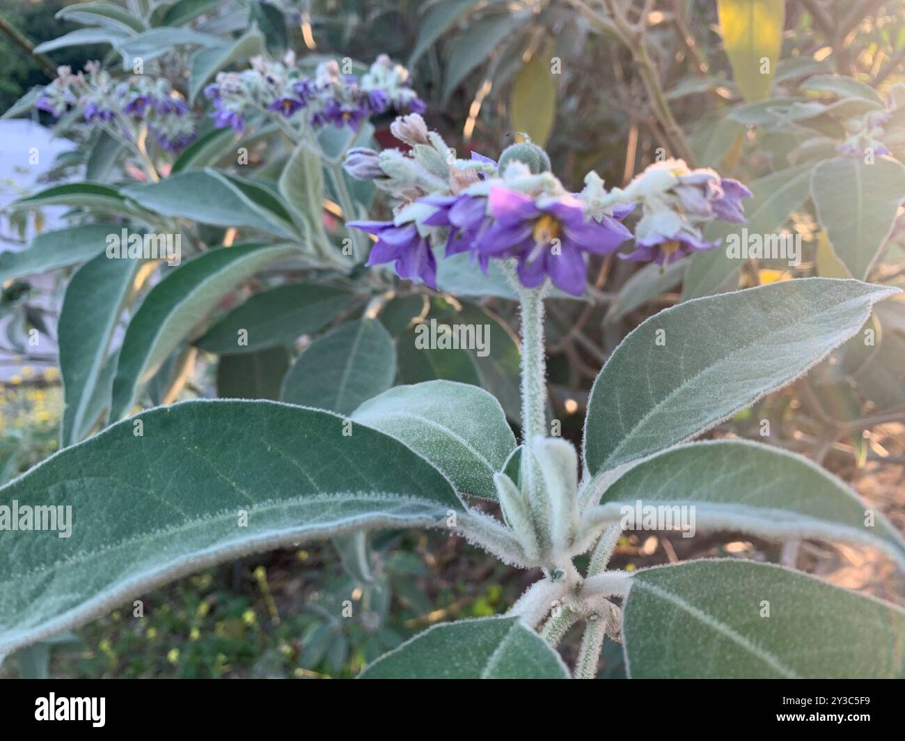 bugweed (Solanum mauritianum) Plantae Stock Photo - Alamy