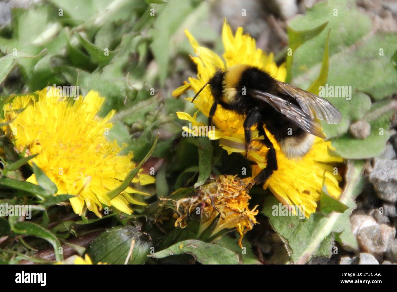 Cuckoo Bumble Bees (Psithyrus) Insecta Stock Photo - Alamy