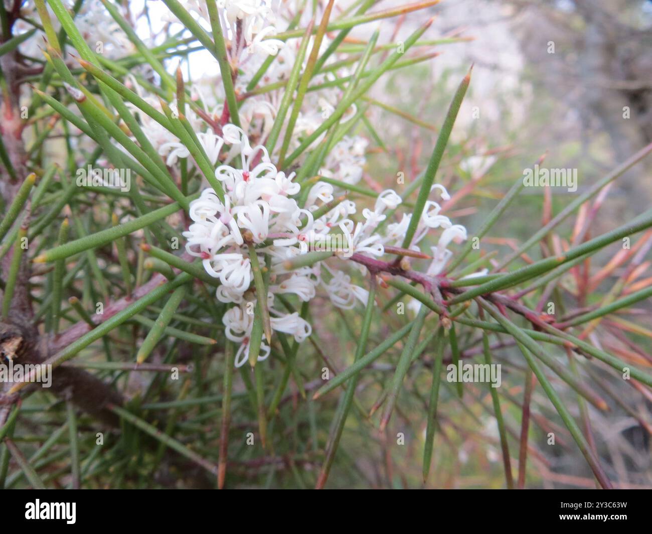 Hairy Hakea (Hakea gibbosa) Plantae Stock Photo - Alamy