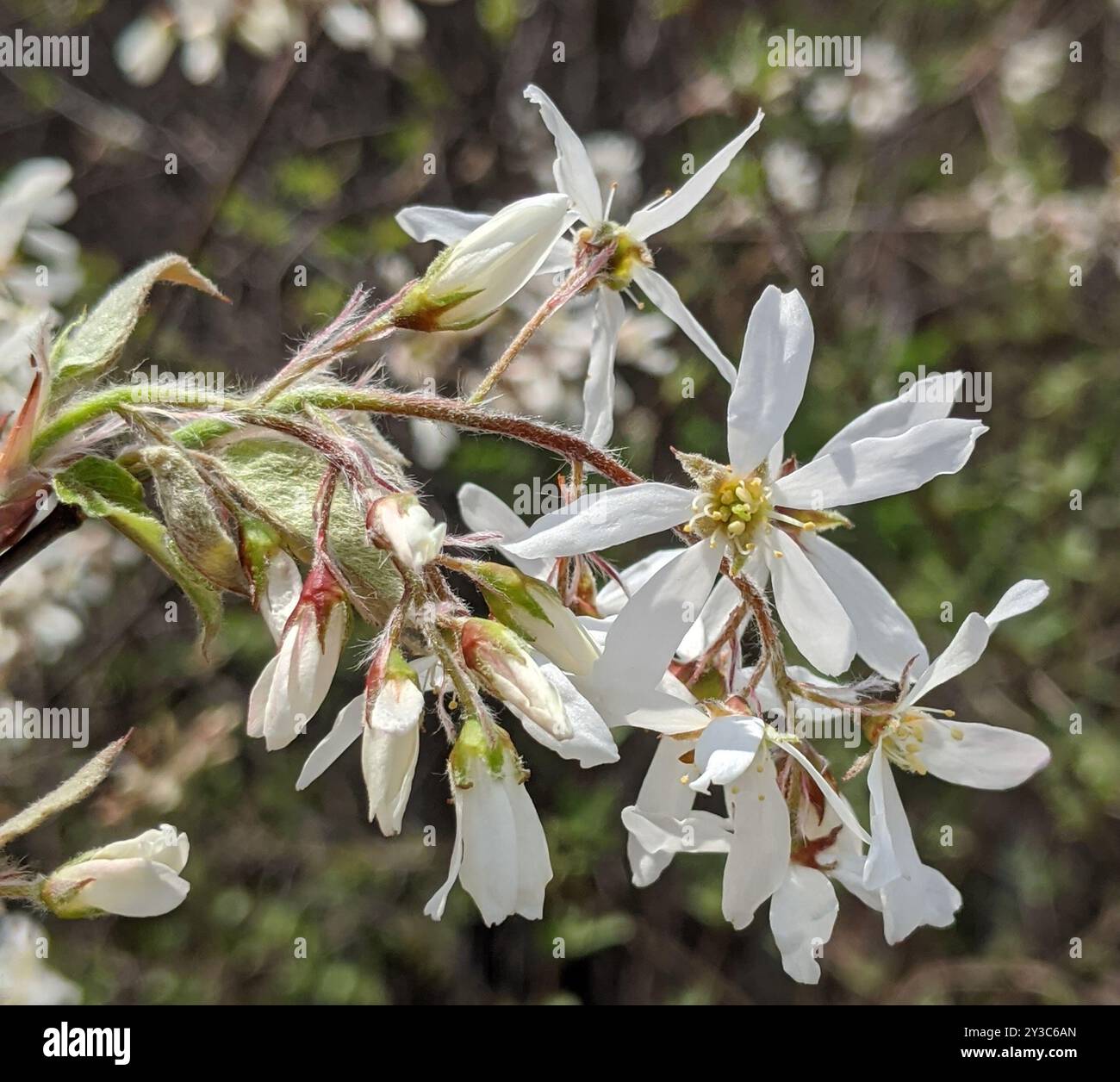 roundleaf shadbush (Amelanchier sanguinea) Plantae Stock Photo - Alamy