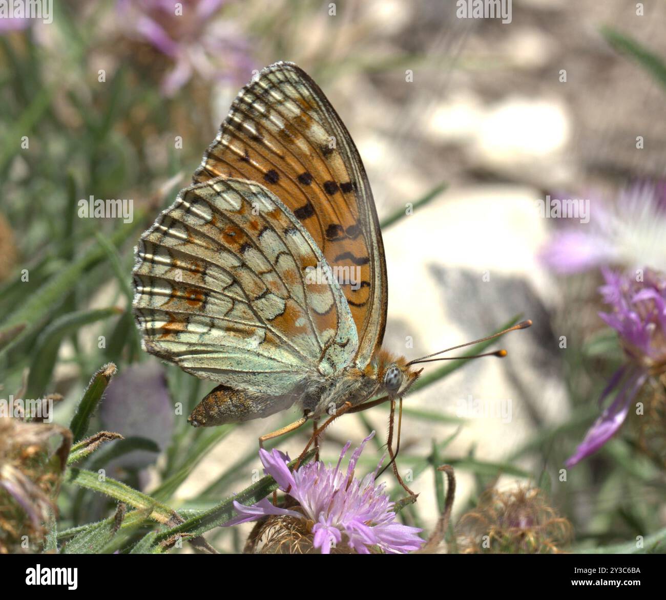 Niobe fritillary (Argynnis niobe) Insecta Stock Photo - Alamy