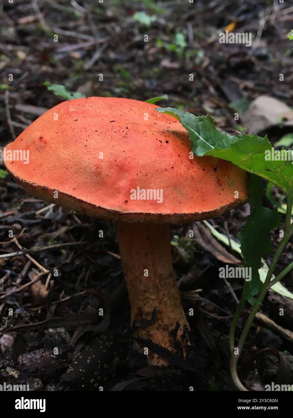Burnt orange Bolete Tylopilus Balloui Fungi Stock Photo Alamy burnt-orange-bolete-tylopilus-balloui-fungi-stock-photo-alamy