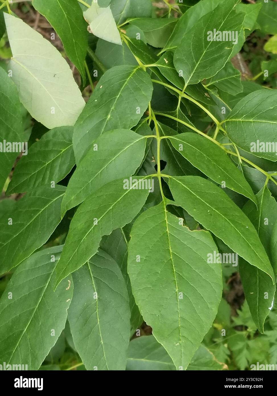 green ash (Fraxinus pennsylvanica) Plantae Stock Photo - Alamy
