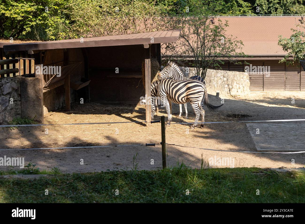 three beautiful large zebras eat food at the zoo in their enclosure, large area for free movement of animals Stock Photo