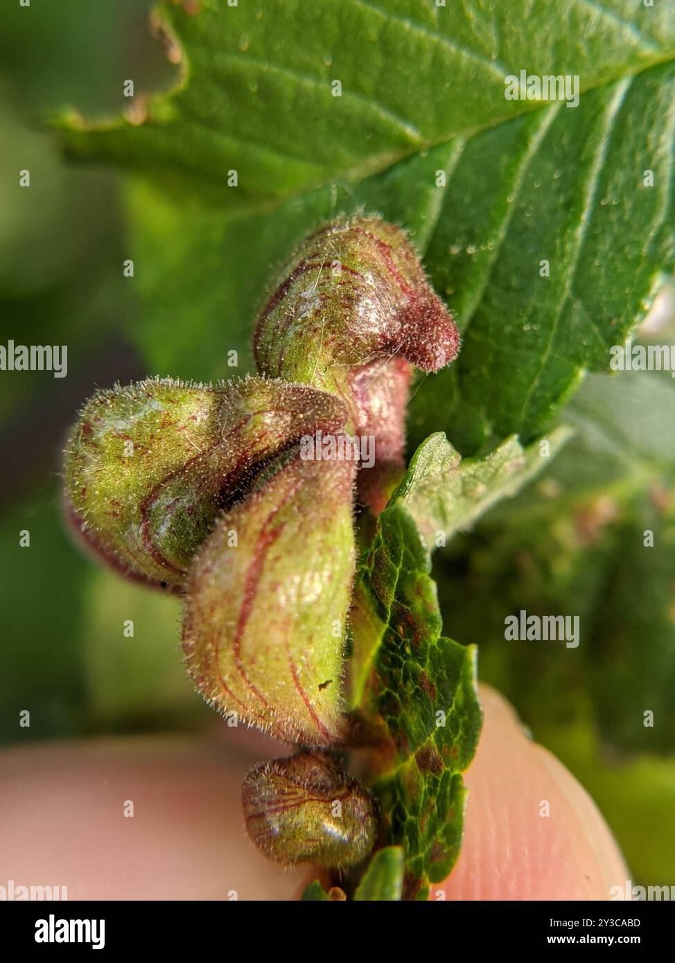 Rice Root Aphid (Tetraneura akinire) Insecta Stock Photo - Alamy