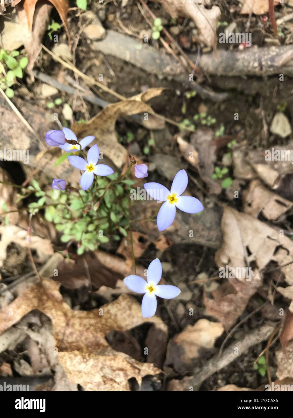 azure bluet (Houstonia caerulea) Plantae Stock Photo - Alamy