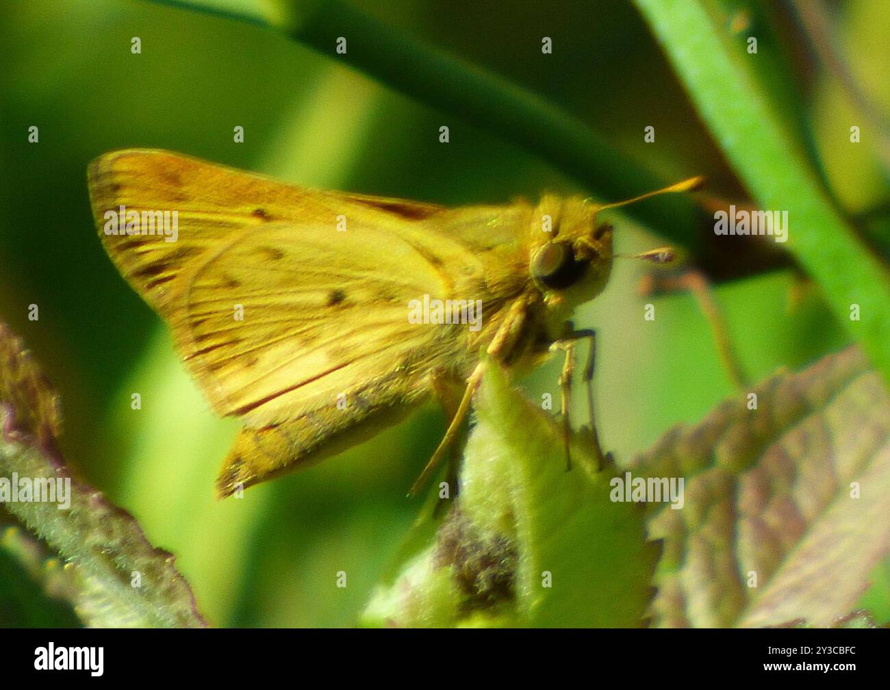 Fiery Skipper (Hylephila phyleus) Insecta Stock Photo - Alamy