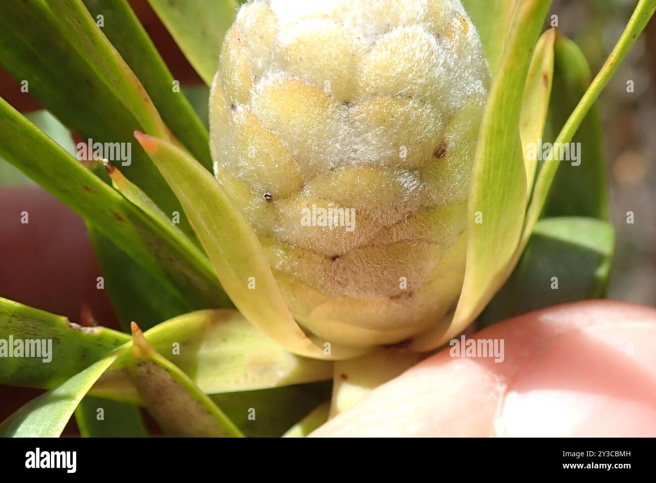 Flatseed Conebushes (Alatosperma) Plantae Stock Photo