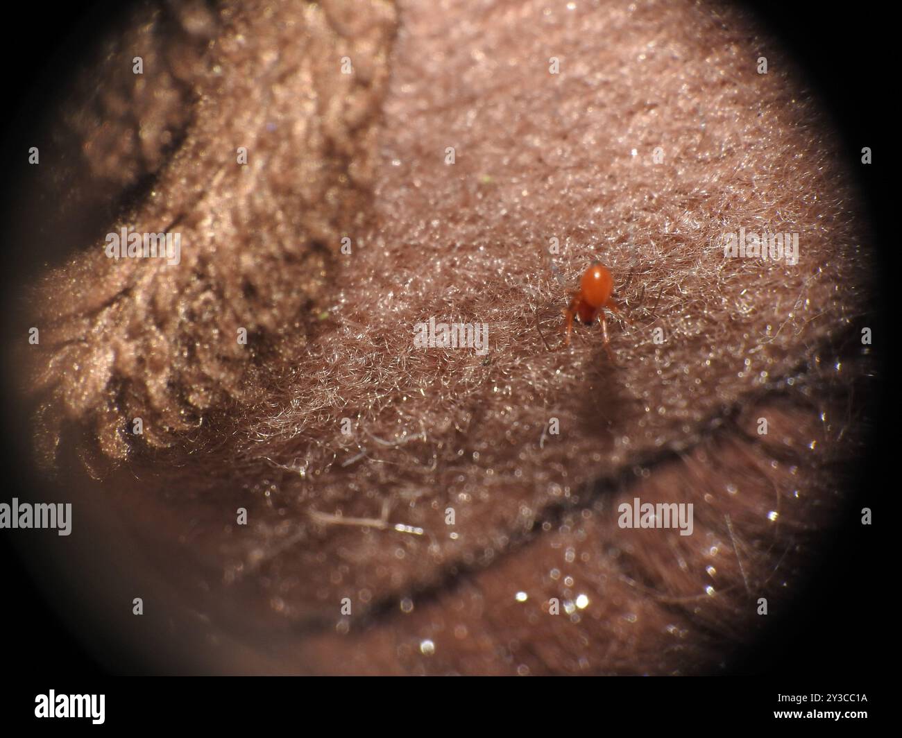 Black-tailed Red Sheetweaver (Florinda coccinea) Arachnida Stock Photo ...
