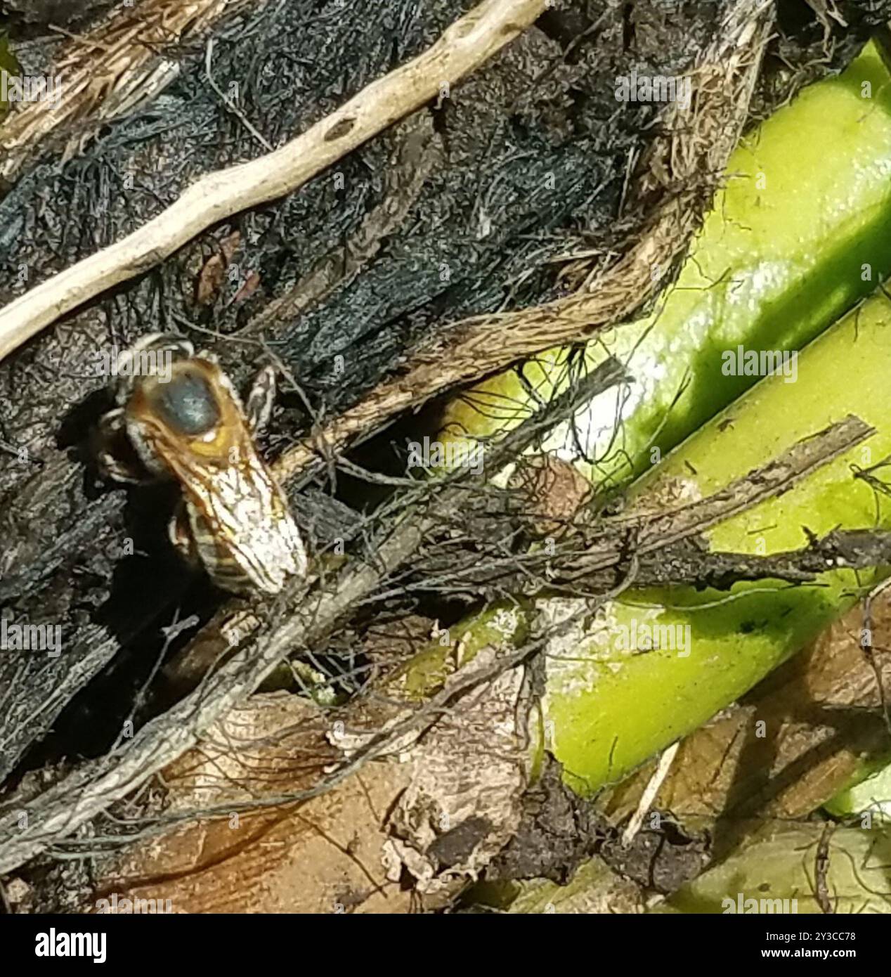 Mayan Melipona (Melipona beecheii) Insecta Stock Photo - Alamy