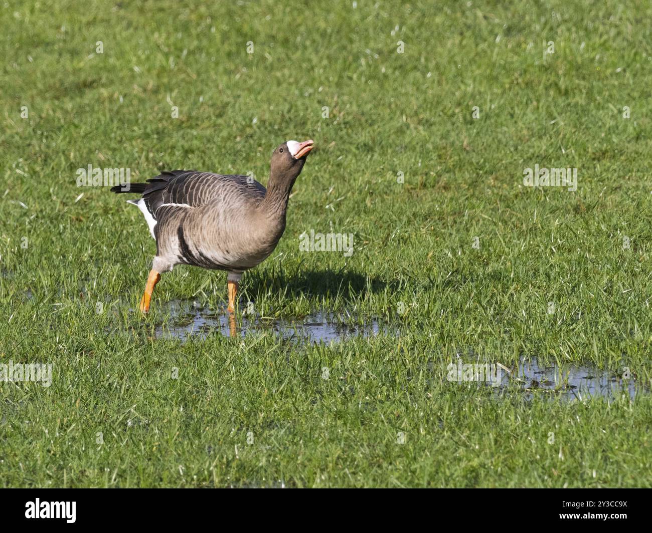 White-fronted goose, (Anser albifrons), goose standing on a grassy ...