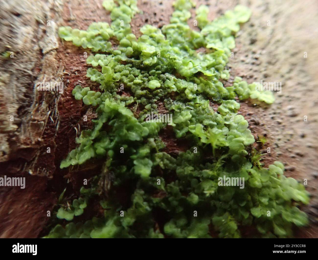 Flat-leaved Scalewort (Radula complanata) Plantae Stock Photo