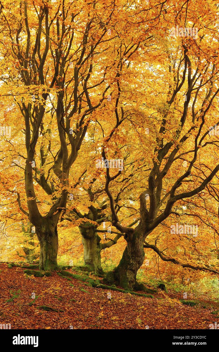 Gnarled old beech trees in the Hutewald forest in autumn in full autumn colour, Hutewald Halloh, Kellerwald, Bad Wildungen, Hesse, Germany, Europe Stock Photo