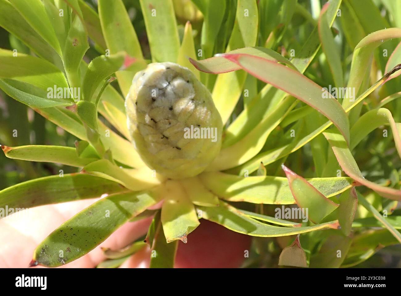 Flatseed Conebushes (Alatosperma) Plantae Stock Photo