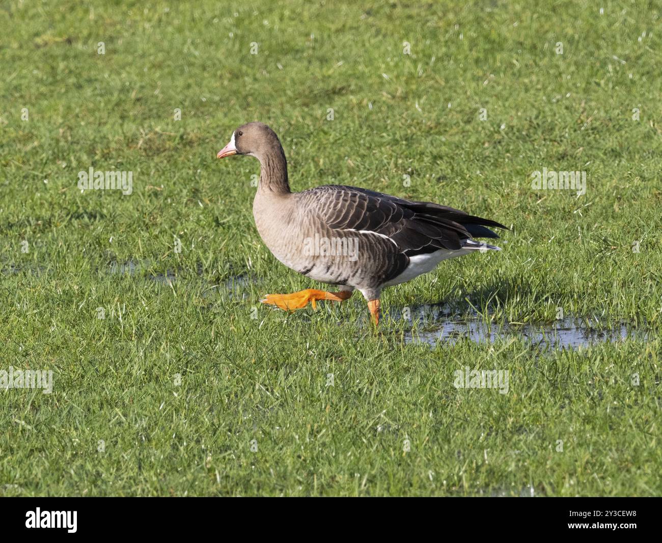 White-fronted goose, (Anser albifrons), single goose standing on a ...