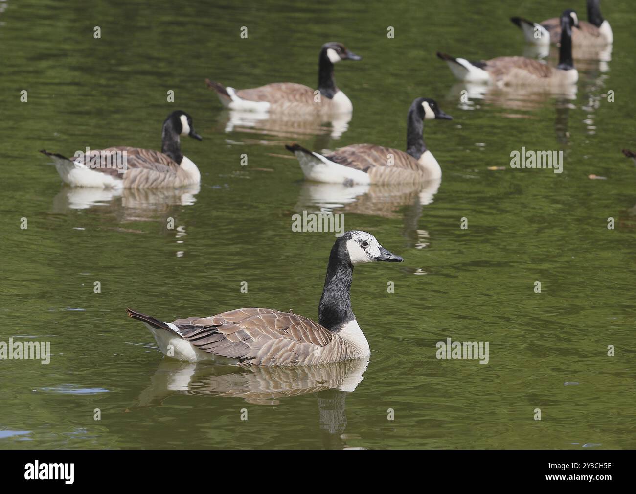 Canada goose barcelona germany online