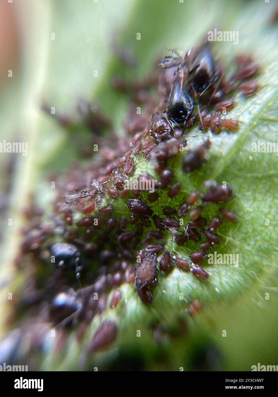 Black Cherry Aphid (Myzus cerasi) Insecta Stock Photo - Alamy