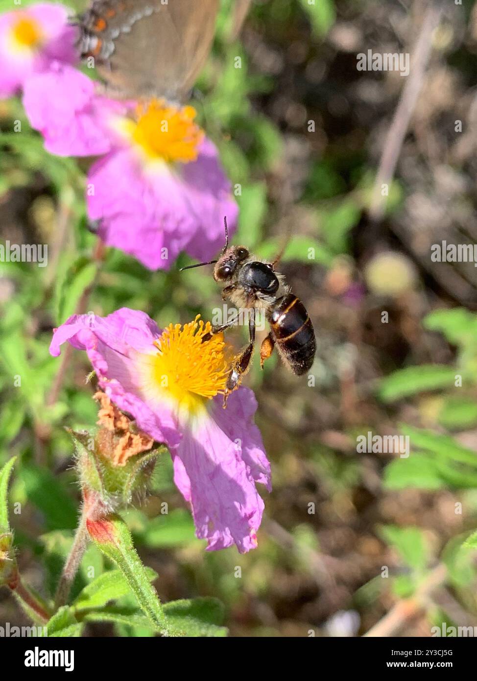 Epis Insect Western Honey Bee (Apis mellifera) Insecta Stock Photo - Alamy