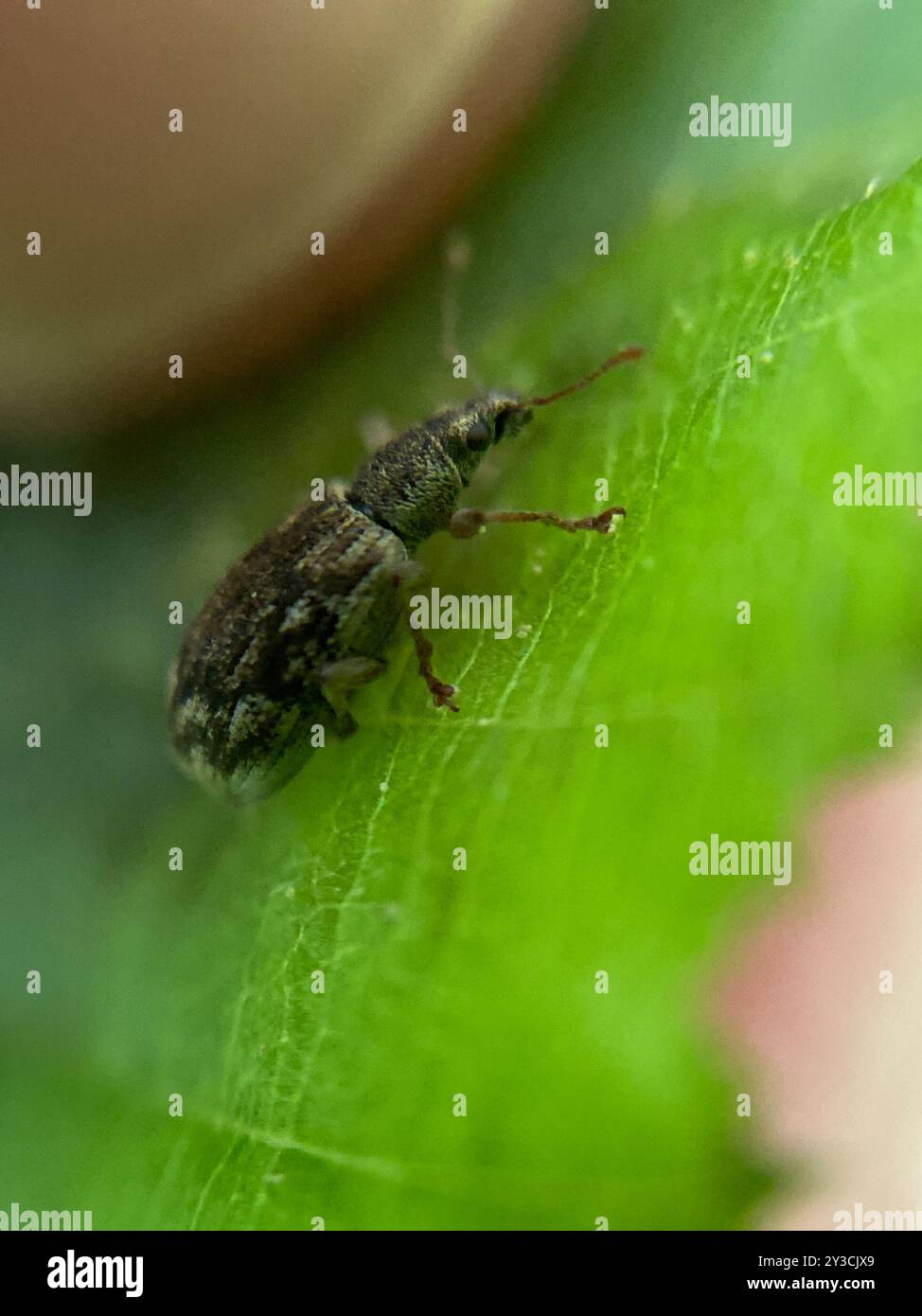 (Polydrusus tereticollis) Insecta Stock Photo - Alamy