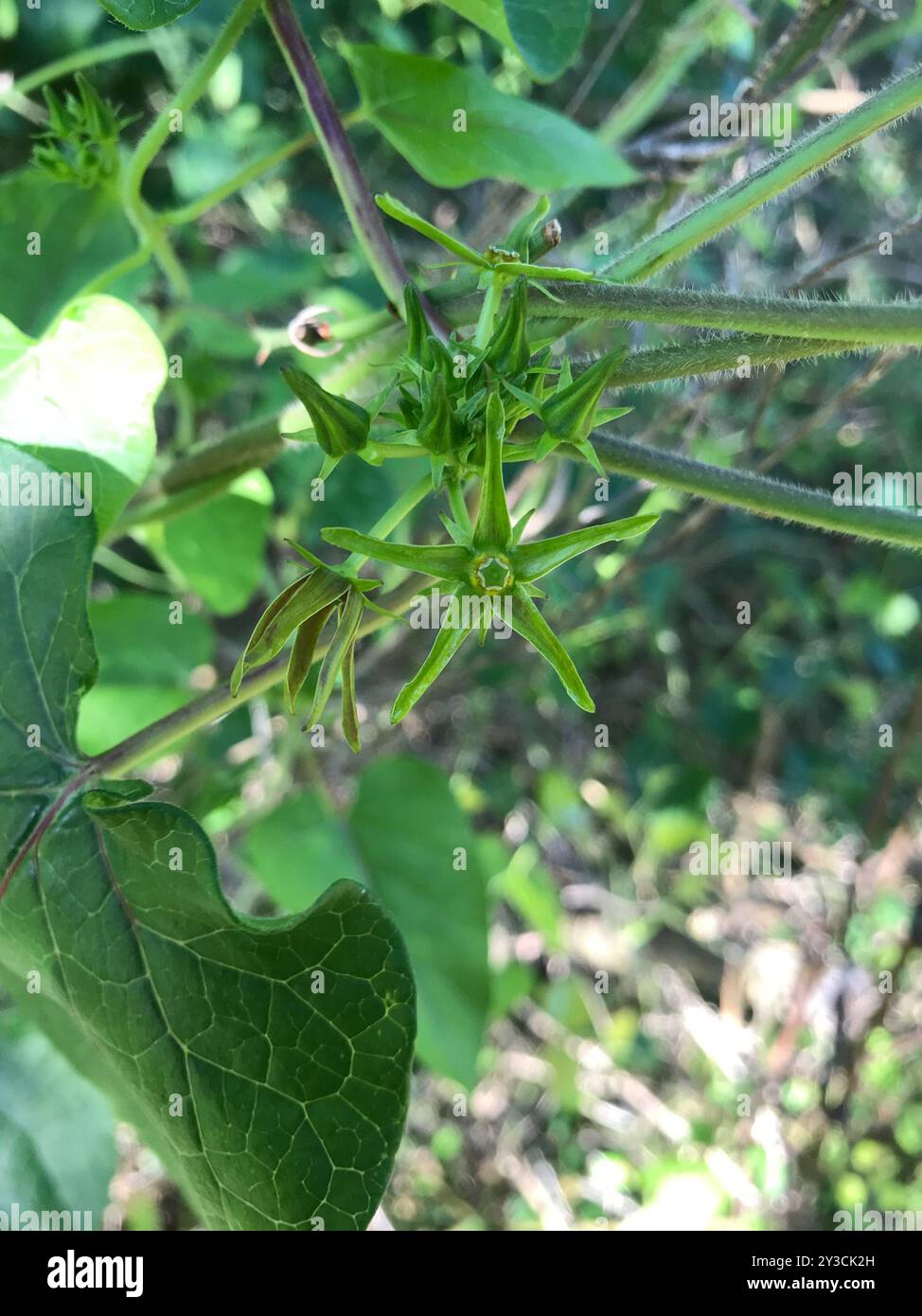 Anglepod (Gonolobus suberosus) Plantae Stock Photo - Alamy