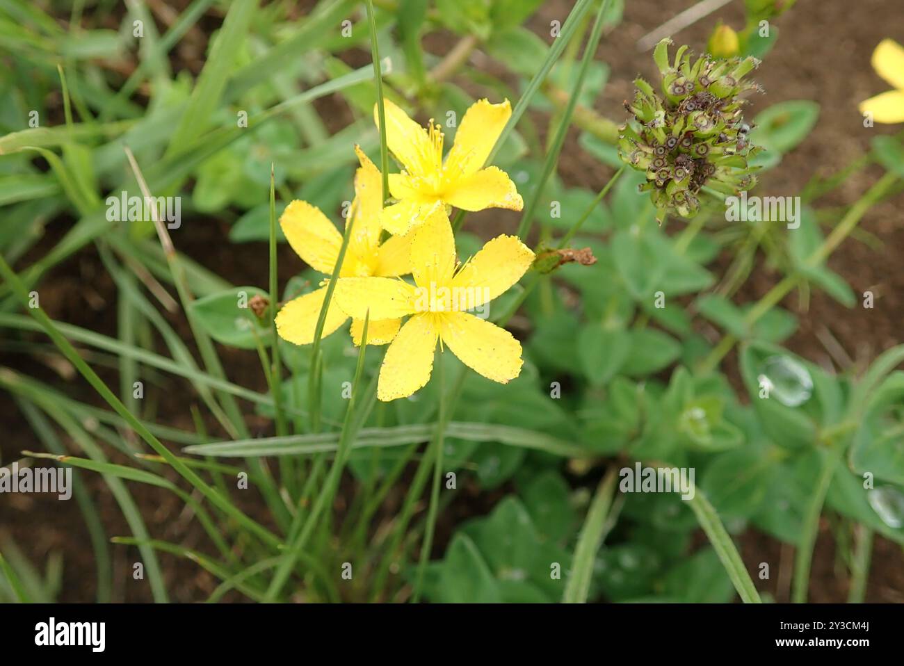 Small Hypericum Small St Johns Wort (Hypericum aethiopicum sonderi) Plantae Stock Photo ...