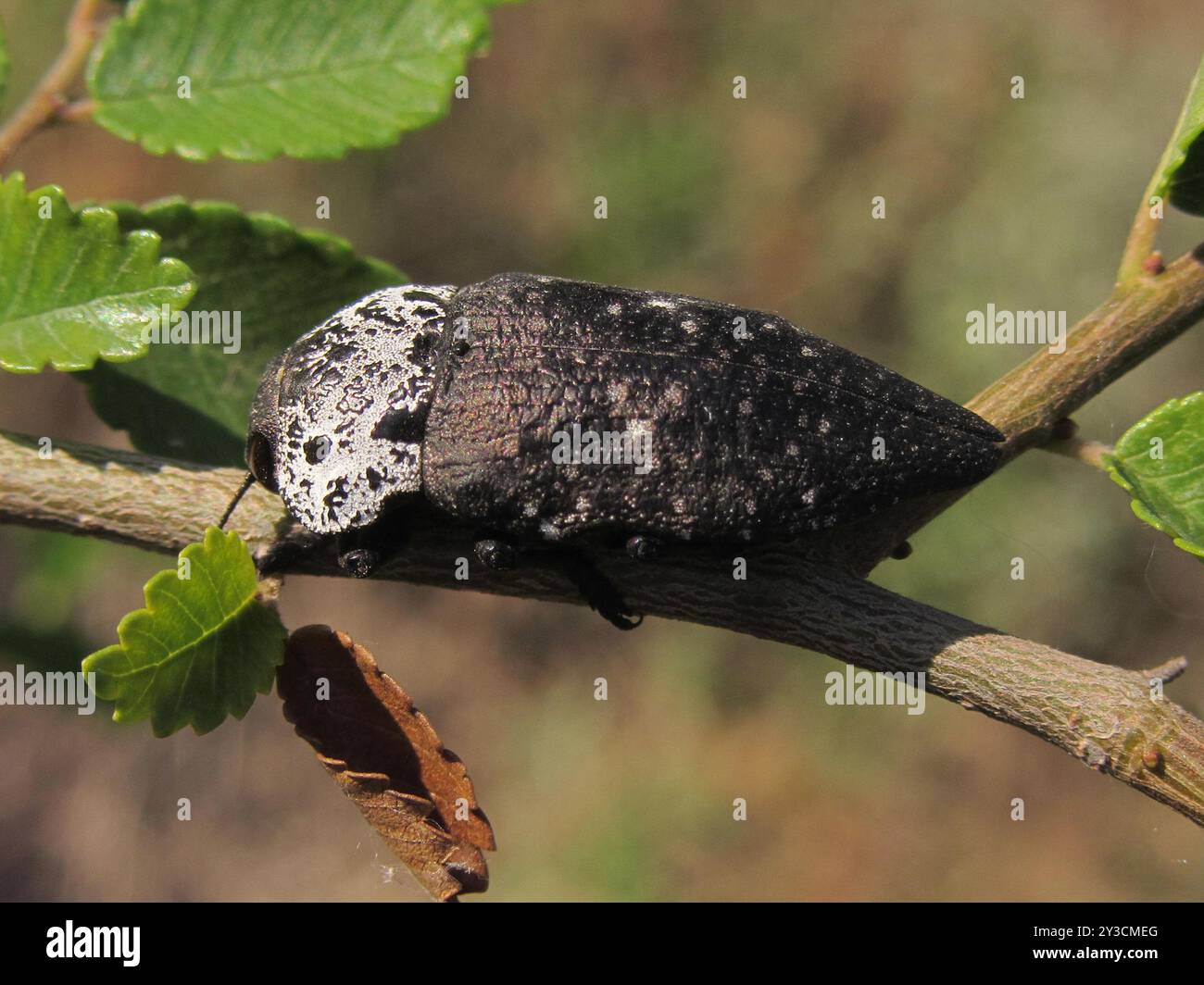 Rotsspringer Insect Flat-headed Root-borer (Capnodis tenebrionis) Insecta Stock Photo - Alamy