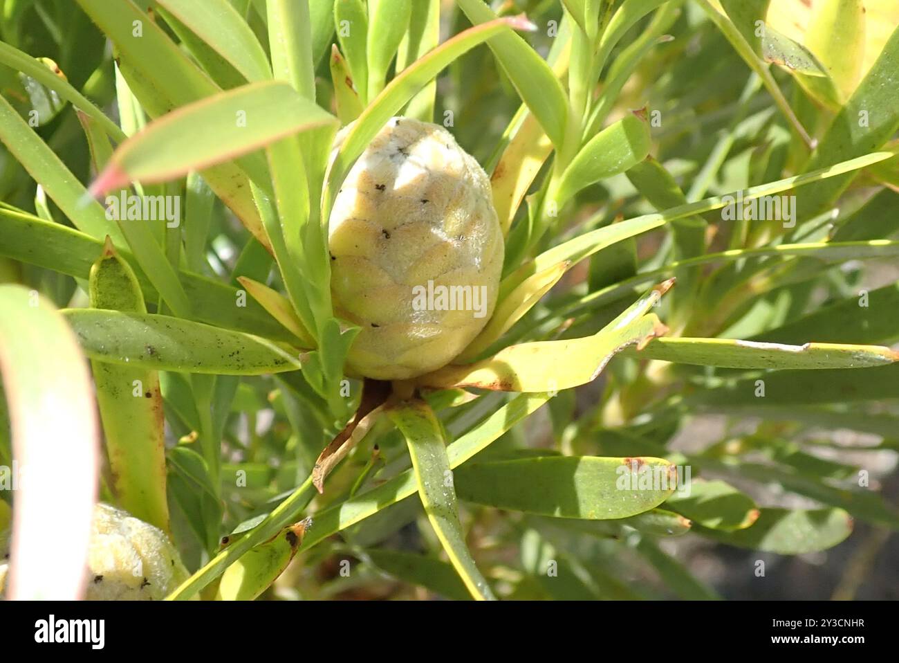 Flatseed Conebushes (Alatosperma) Plantae Stock Photo