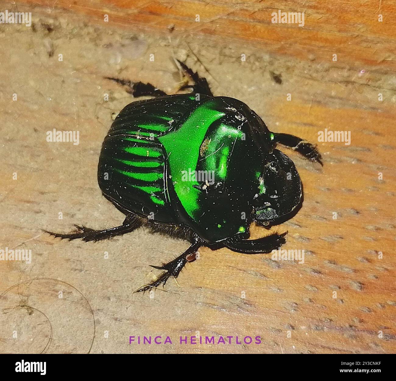 Oxysternon conspicillatum hi-res stock photography and images - Alamy