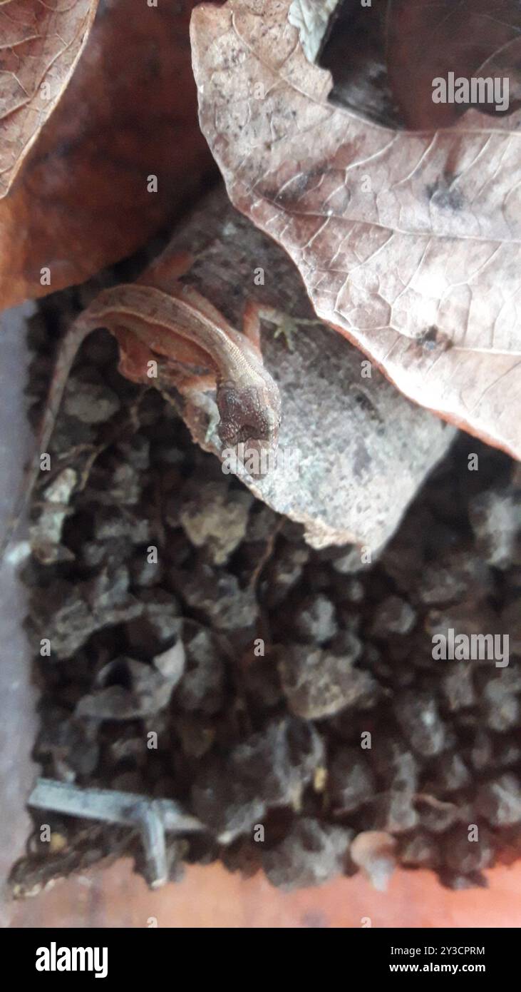 Anolis humilis hi-res stock photography and images - Alamy