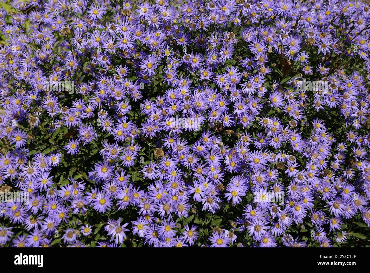 One purple blossom hi-res stock photography and images - Alamy