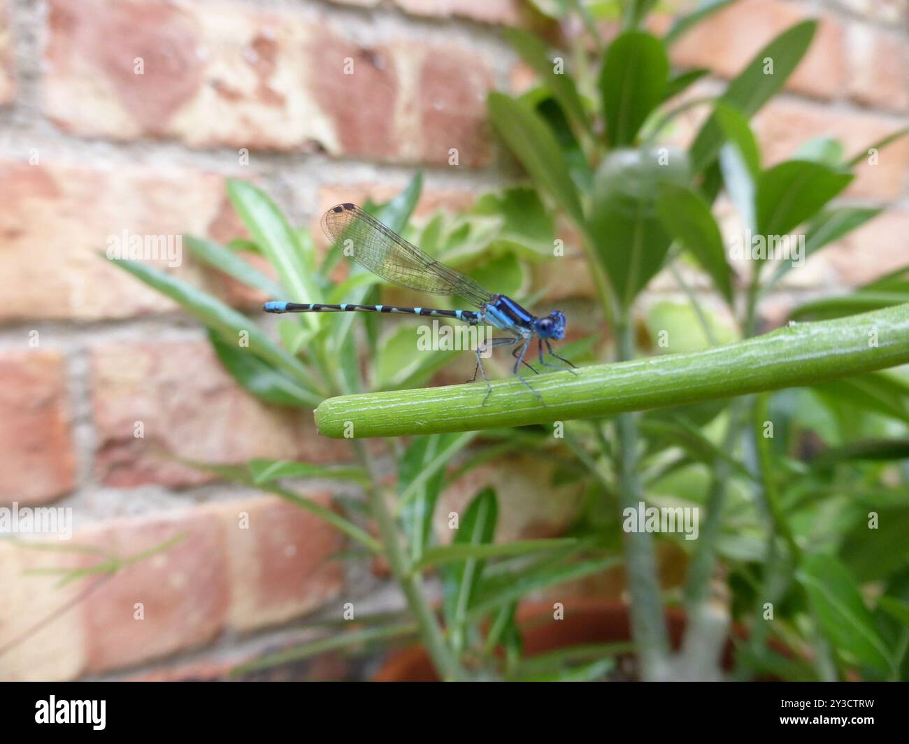 Blue-ringed Dancer (Argia sedula) Insecta Stock Photo - Alamy