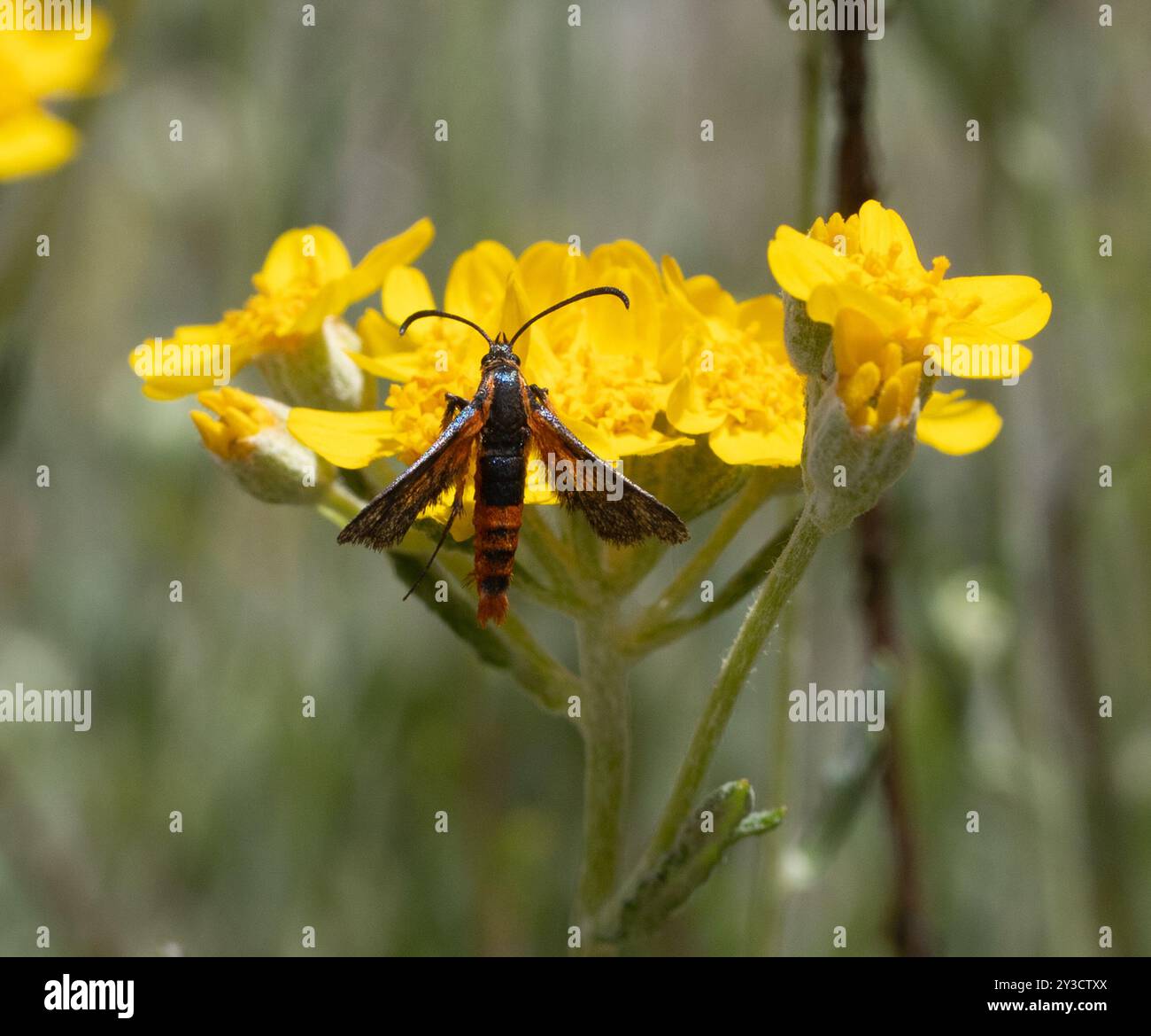 Buckwheat Root Borer Moth (Synanthedon polygoni) Insecta Stock Photo ...