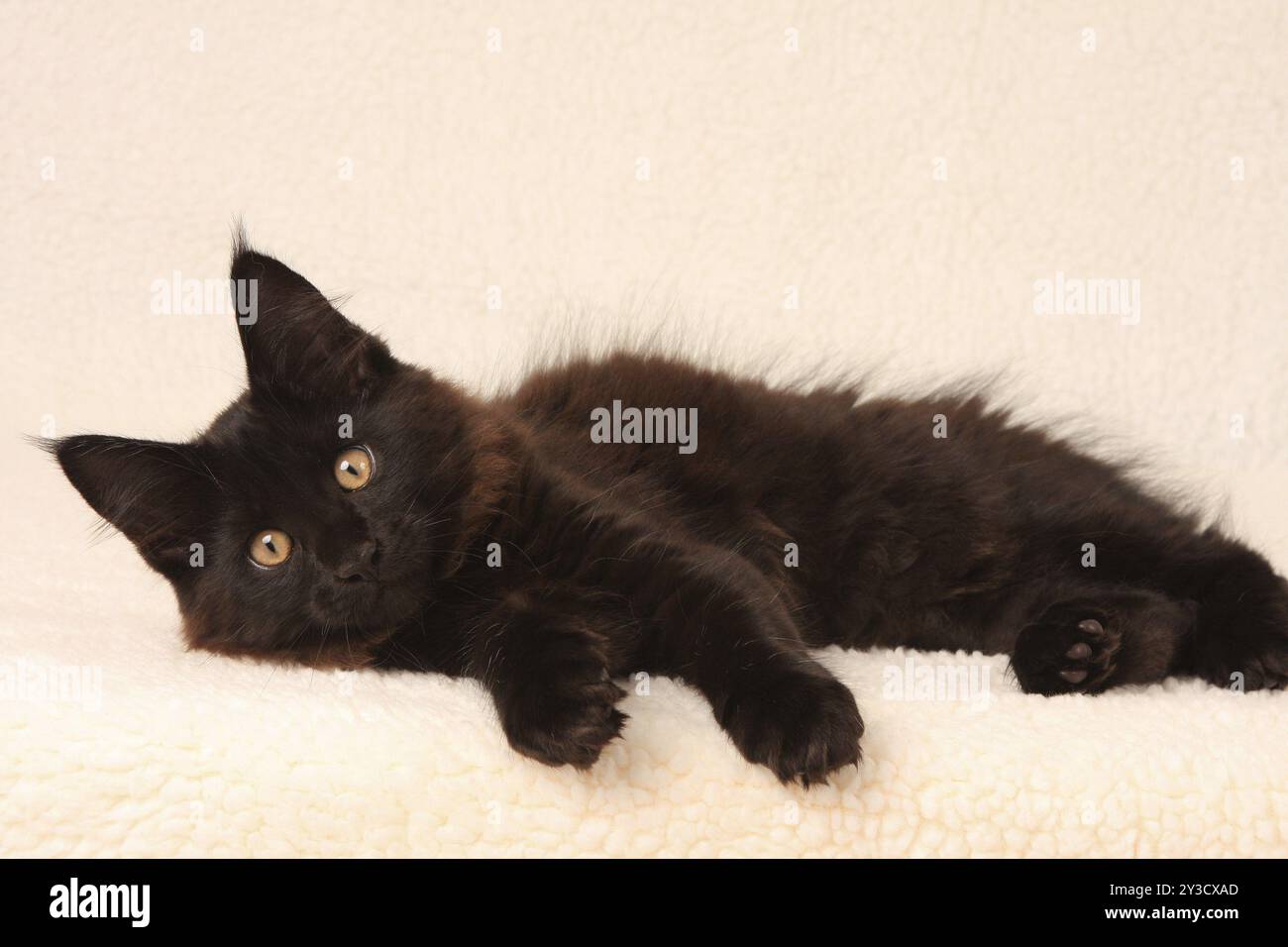 Norwegian Forest Cat Black Kitten Norwegian Forest Cat Black Kitten norwegian-forest-cat-black-kitten-norwegian-forest-cat-black-kitten