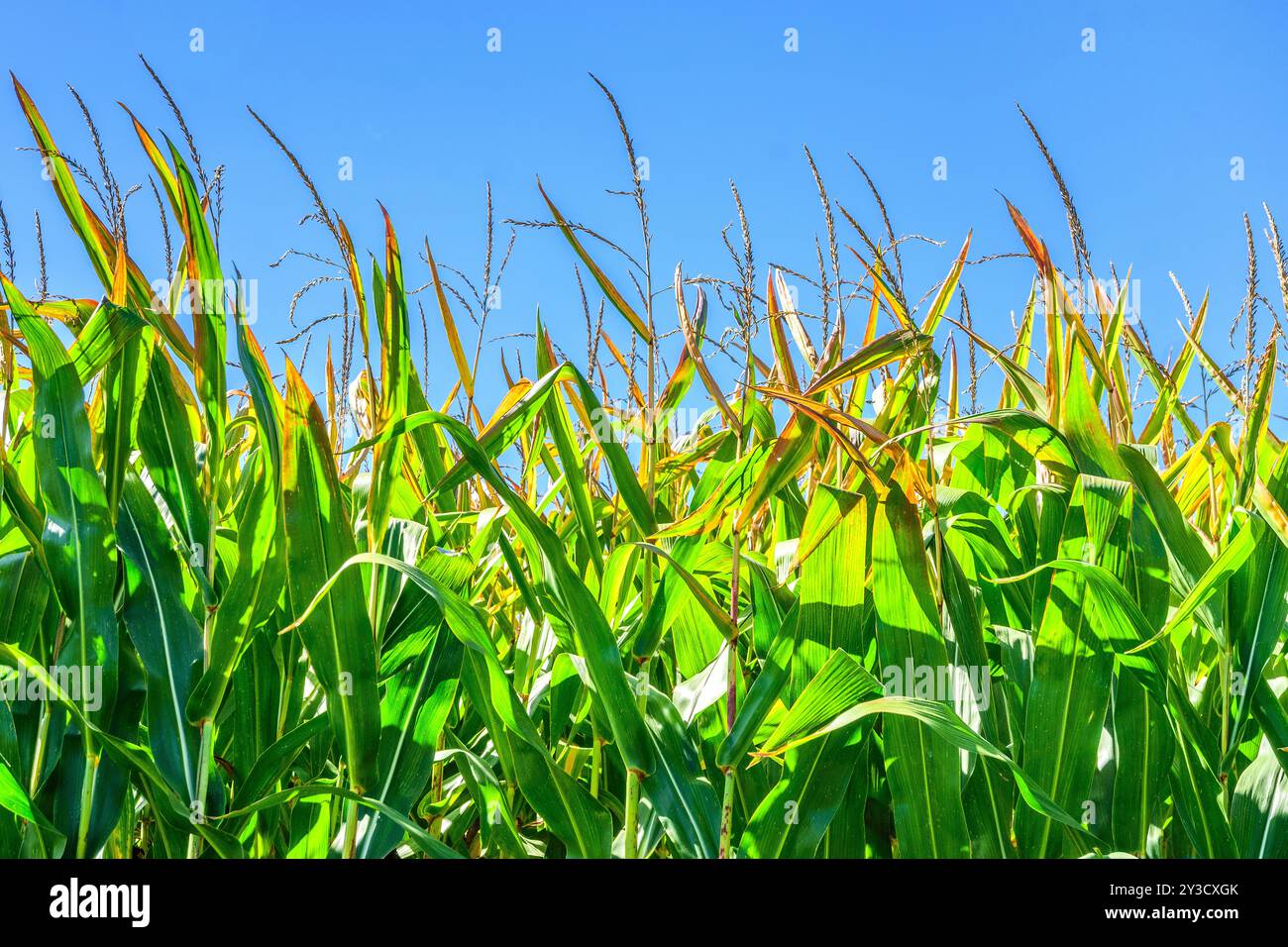 Ripening Maize / Sweet Corn (Zea mays) in central France - Martizay, Indre (36), France. Stock Photo