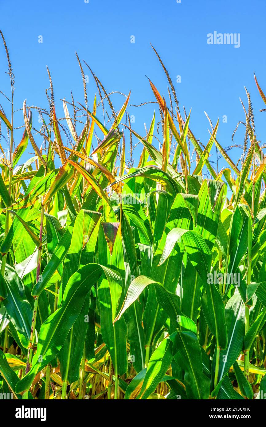 Ripening Maize / Sweet Corn (Zea mays) in central France - Martizay, Indre (36), France. Stock Photo