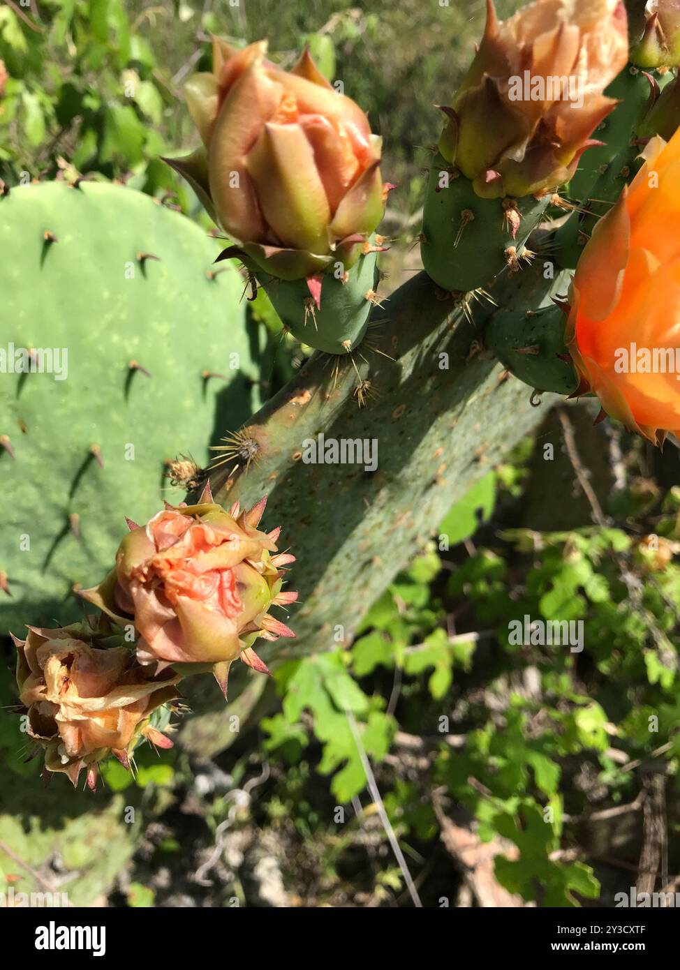 Peyote Cactus Seeds Cold-Hardy Prickly Pear Cactus Seeds (Opuntia  Lindheimeri) - 10 Pack, USA Grown Prickly Pear Cactus Plant