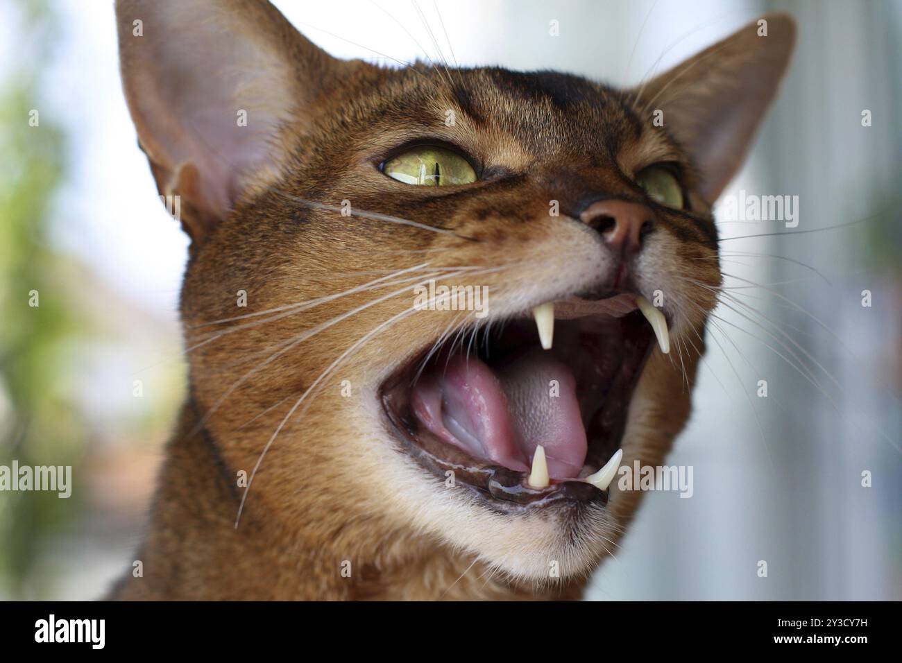 Abyssinian wild coloured, abyssinian cat ruddy Stock Photo - Alamy