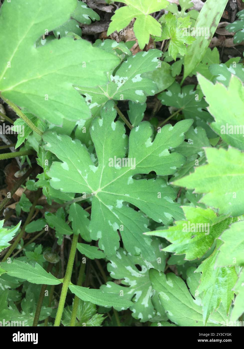 Broad-leaf Waterleaf (Hydrophyllum canadense) Plantae Stock Photo - Alamy
