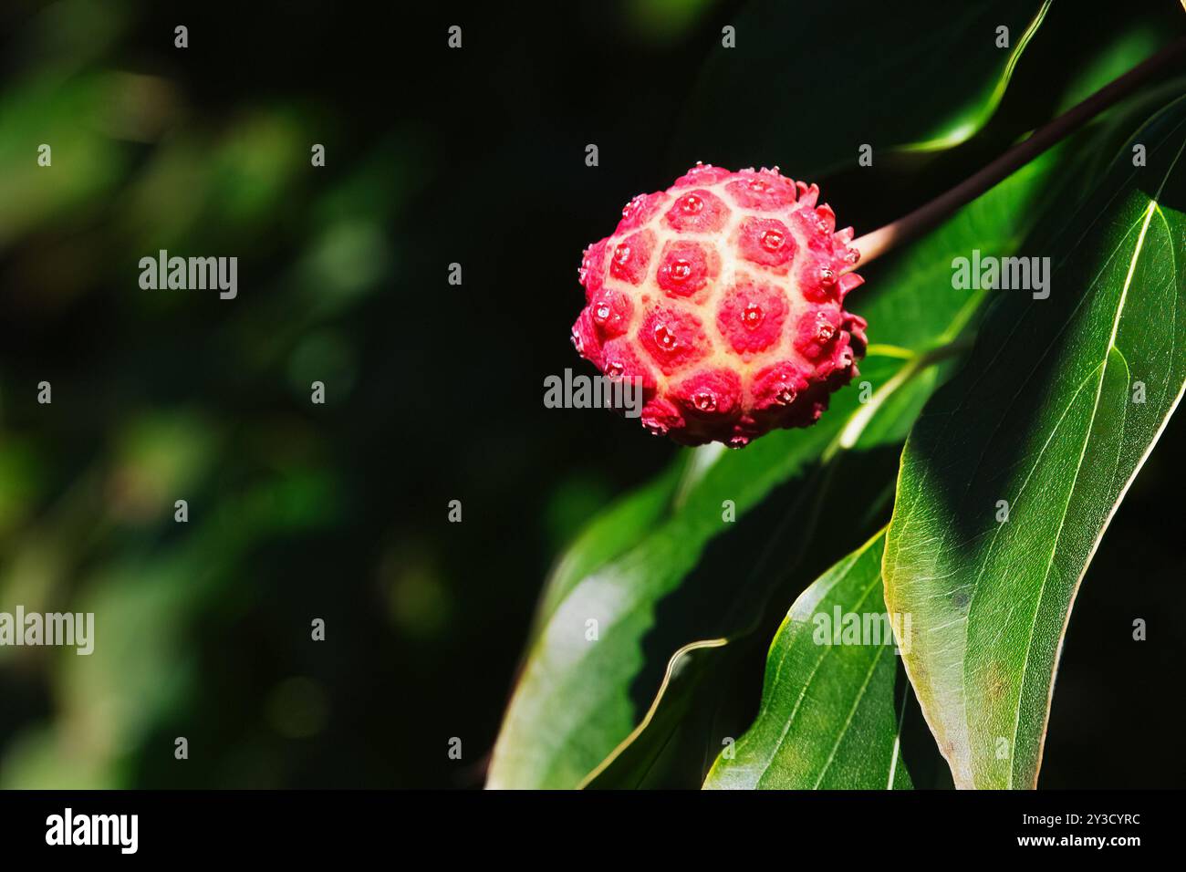 Kousa dogwood berry in mid September Stock Photo
