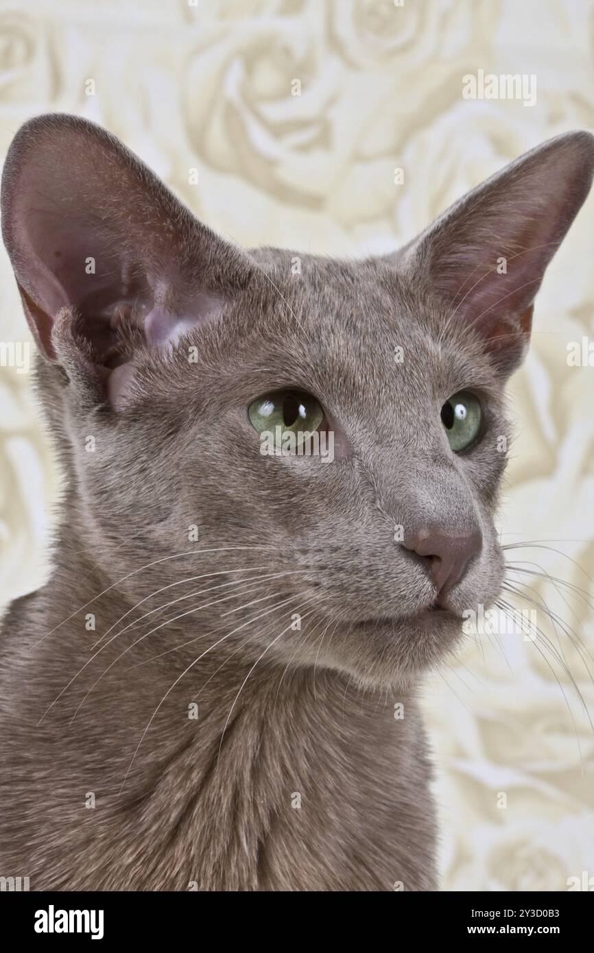 Male cat 1 year, portrait Stock Photo
