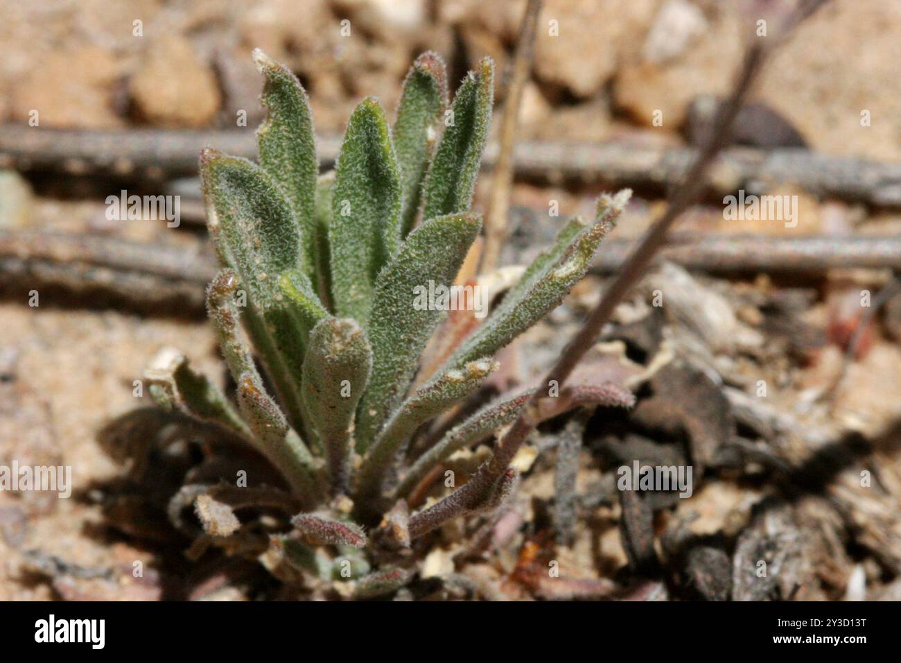 Gunnison's Rockcress (Boechera gunnisoniana) Plantae Stock Photo - Alamy