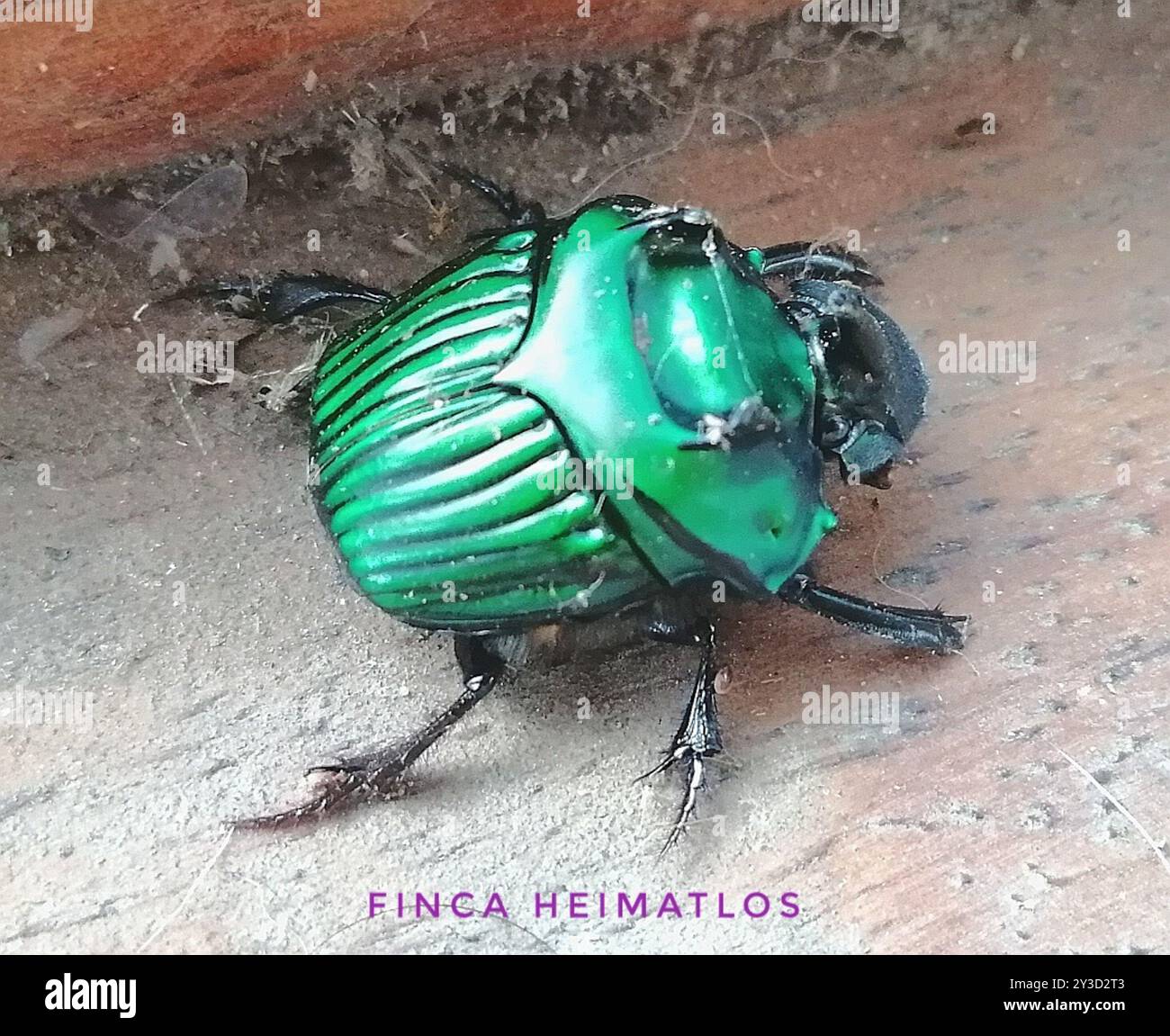 Rhinoceros Dung Beetle (Oxysternon conspicillatum) Insecta Stock Photo ...