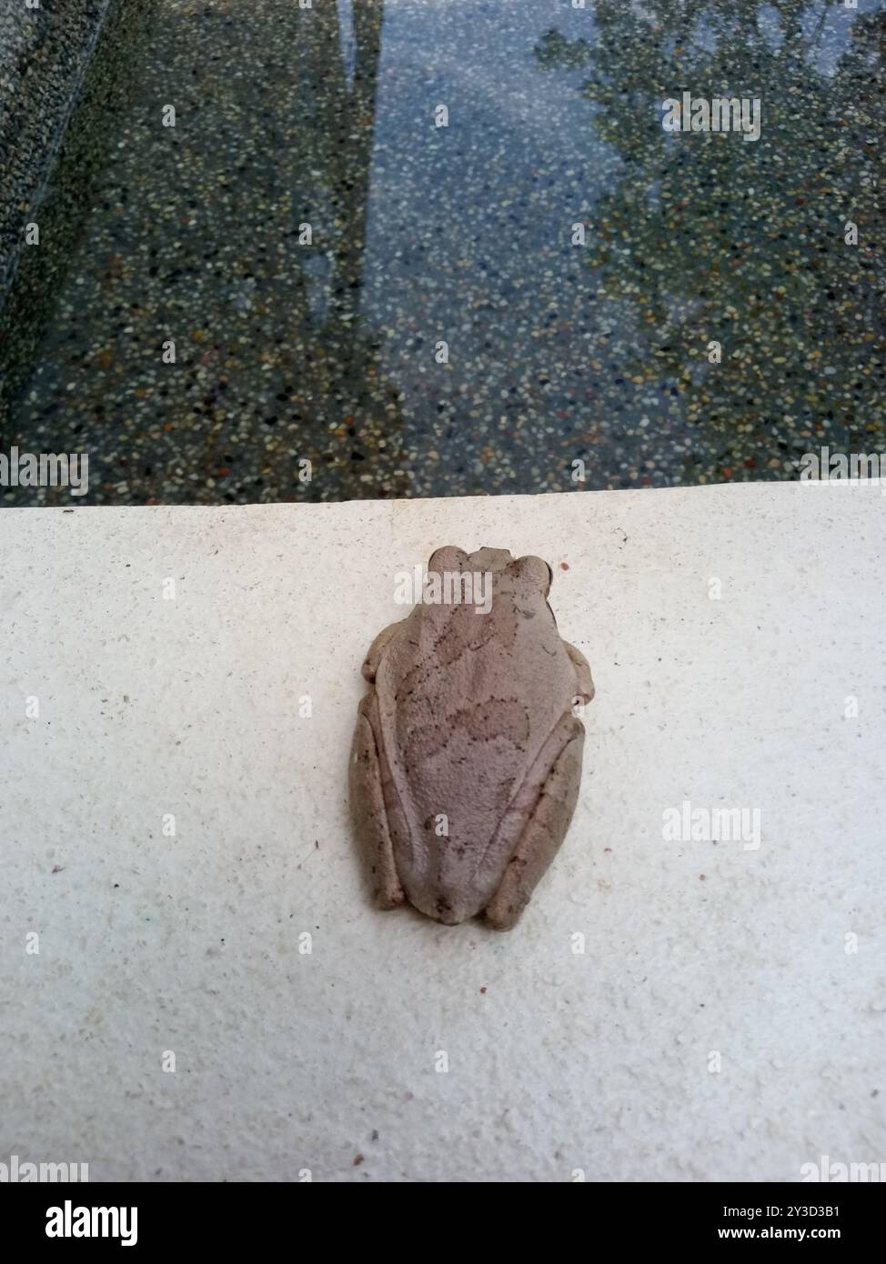Frogs and Toads (Anura) Amphibia Stock Photo - Alamy
