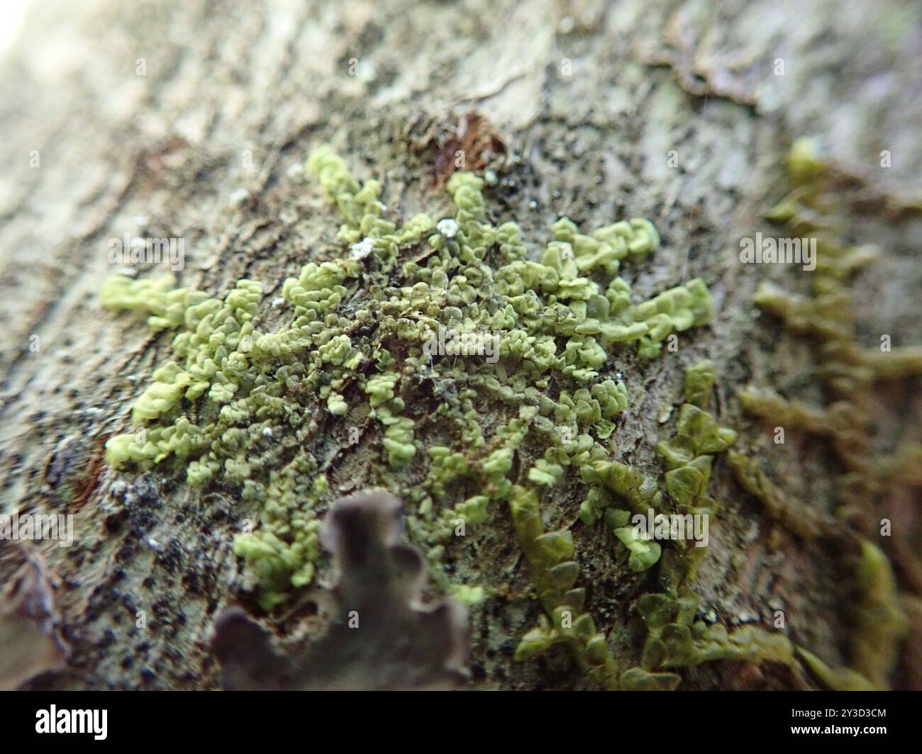 Flat-leaved Scalewort (Radula complanata) Plantae Stock Photo