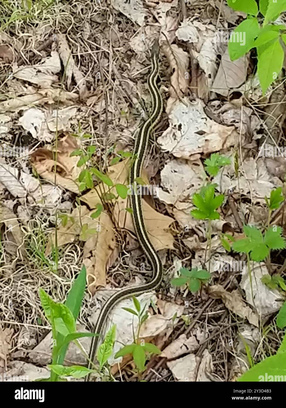 Common Ribbon Snake (Thamnophis saurita) Reptilia Stock Photo - Alamy