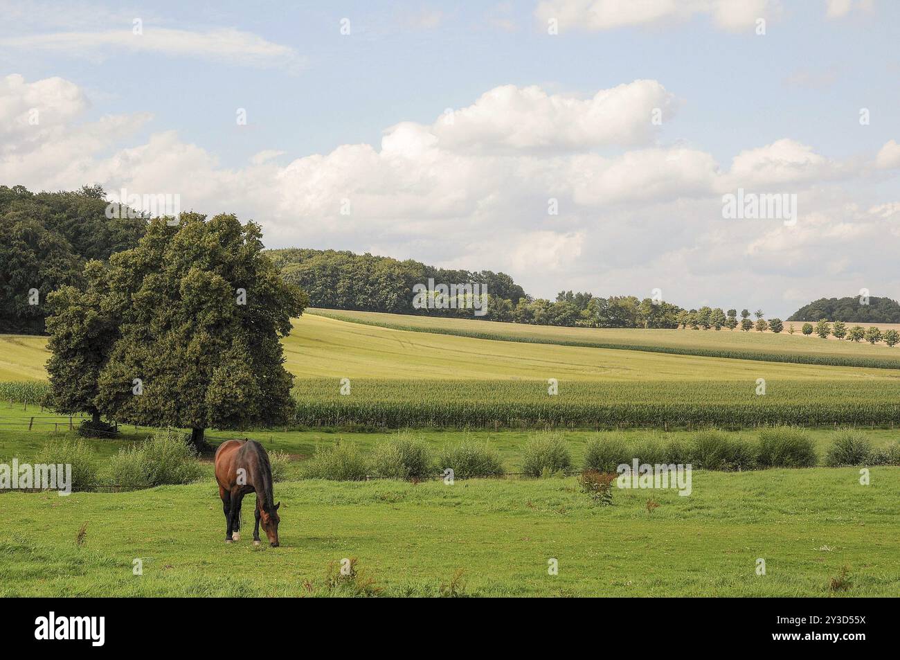 Single horse on green pasture, surrounded by extensive fields, Billerbeck, muensterland, germany Stock Photo