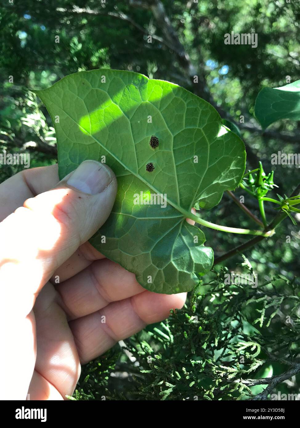 Anglepod (Gonolobus suberosus) Plantae Stock Photo - Alamy