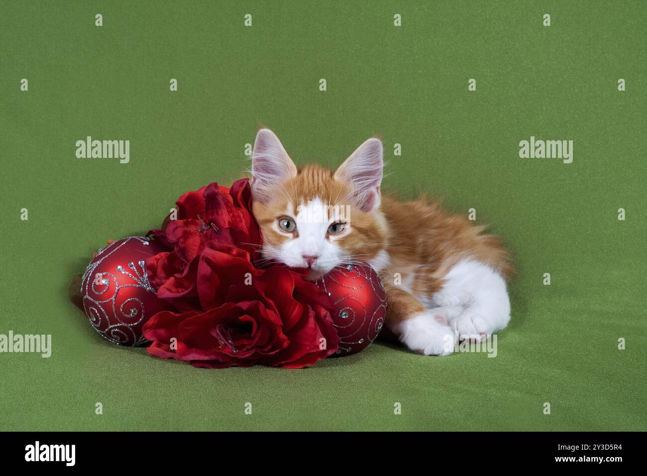 maine coon red tabby kitten