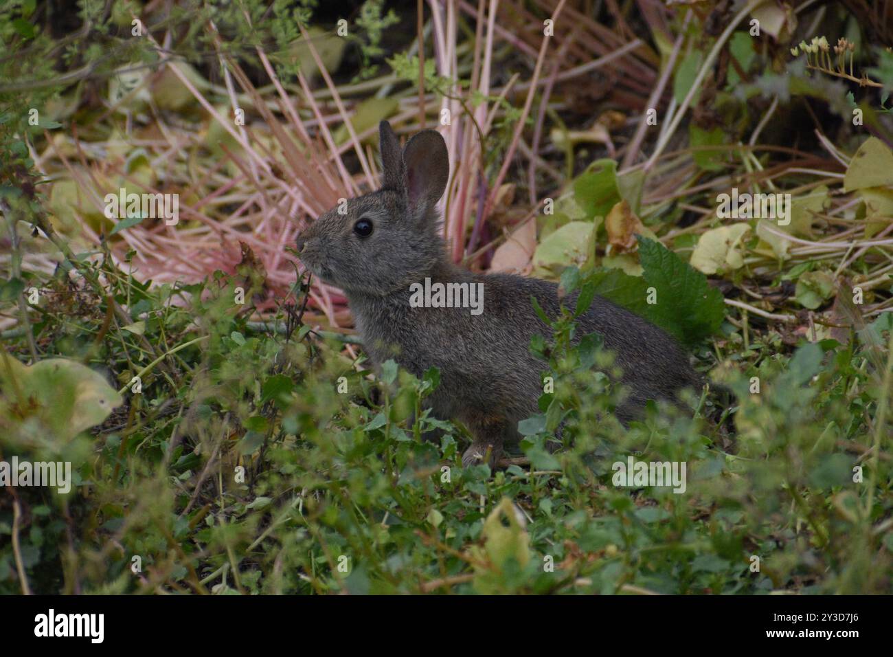 Brush Rabbit (Sylvilagus bachmani) Mammalia Stock Photo - Alamy