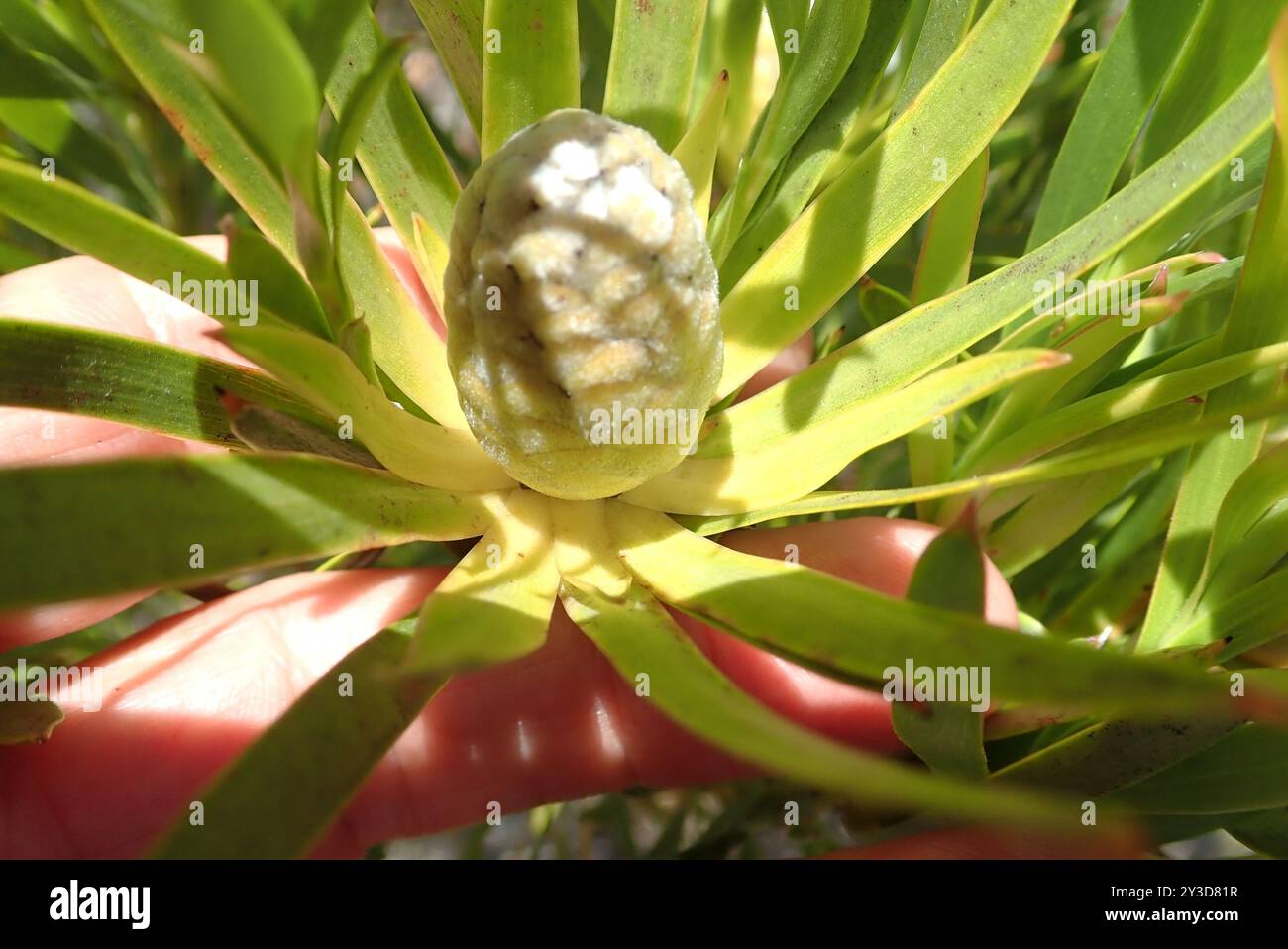 Flatseed Conebushes (Alatosperma) Plantae Stock Photo